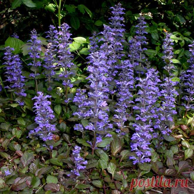 Многолетний садовый цветок Аюга (Ajuga). Семейство: голубоцветные (Iridaceae)

Синонимы: живучка

Корневищный многолетник со стелющимися и укореняющимися побегами и прямостоячими цветоносами высотой до 25 см. Листья цельные, овальные или лопатчатые, тупые, по краям крупнозубчатые, розеточные - на длинных черешках, стеблевые - сидячие. Цветки многочисленные, синие, реже белые или розовые, собраны в ложную мутовку.