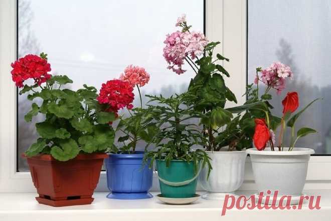 Подкормка для растений в твоей квартире или доме