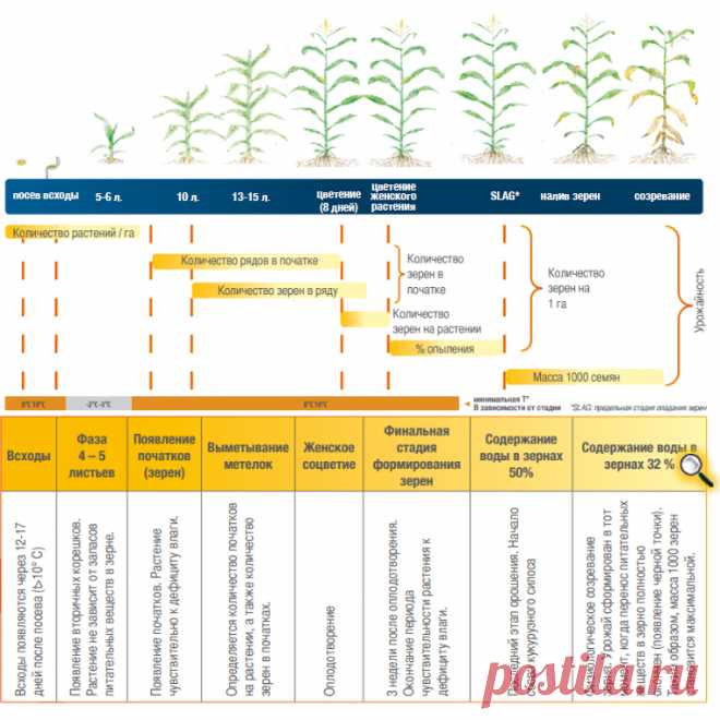 Физиология кукурузы | Техническая информация