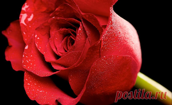 Розы - Фотоальбомы - Садовник