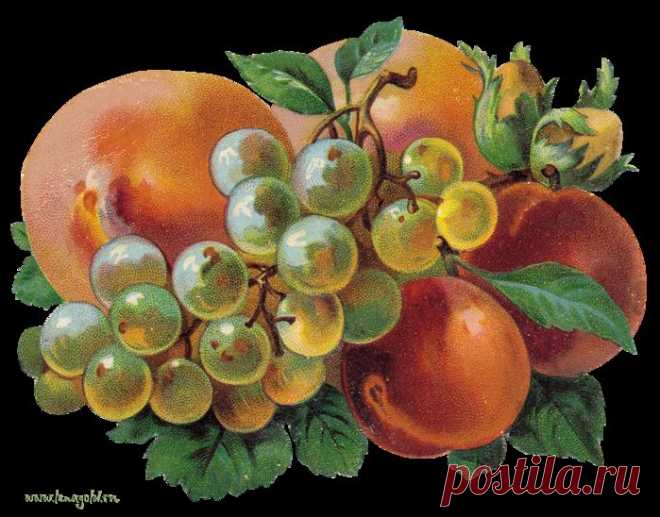 Персики, абрикосы, виноград - джемы, компоты, ликеры, наливки и другие вкусности!