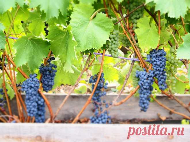 Технические сорта винограда, которые рекомендую посадить на участке | Самарский виноград | Яндекс Дзен