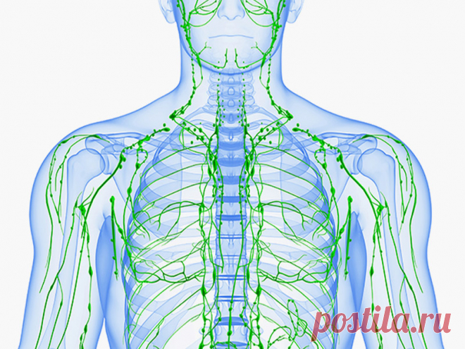 Как улучшить работу лимфатической системы