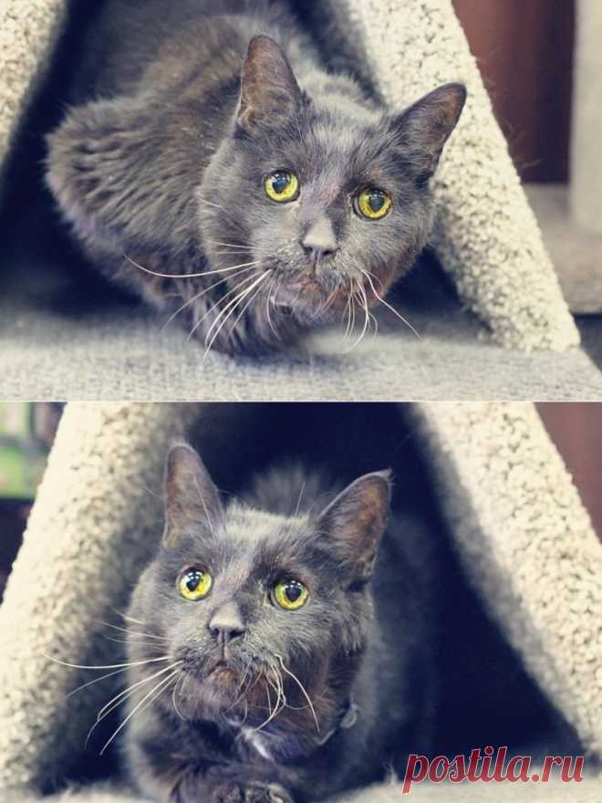 Уникальный кот | Уши, лапы, хвост
