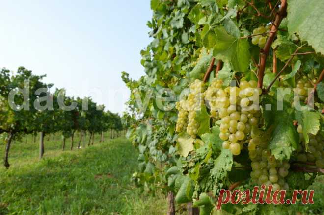 Как правильно формировать виноград для большого урожая | Идеальный огород | Яндекс Дзен