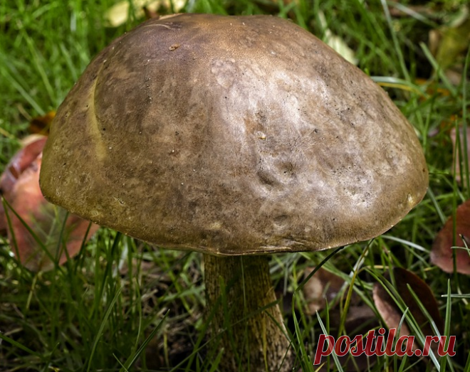 Желчный гриб можно перепутать с белым грибом и с некоторыми видами подберезовиков. Но есть 2 отличия, рассказываю | В лес по грибы | Яндекс Дзен