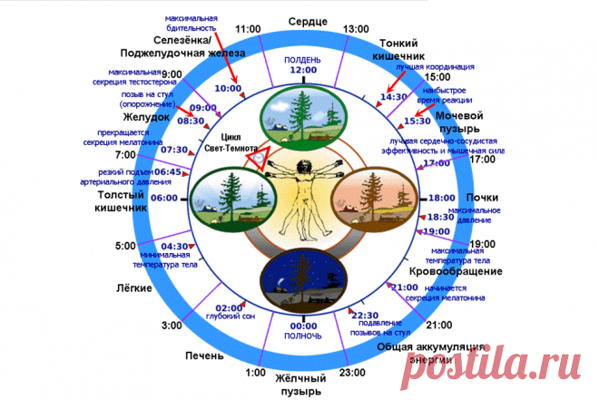 Биологические часы организма человека по часам работы. Как восстановить работу биологических часов.Почему лучше начинать свой день в 6 часов утра? Почему телу нужен отдых именно ночью? Восстановить свой биологический ритм легко.