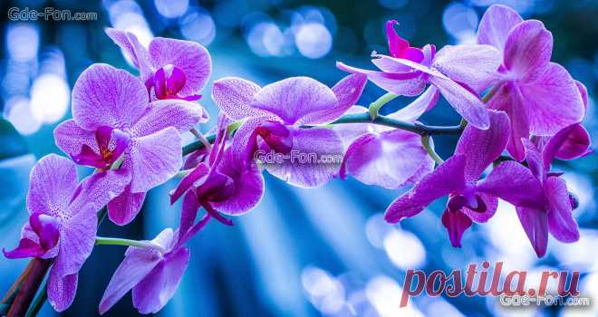 орхидеи - 773 тыс. картинок. Поиск Mail.Ru
