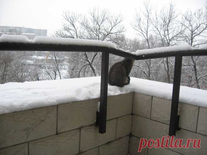 Первый снег в жизни Мотюшки.:))