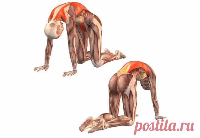 Фасциальная гимнастика: 2 упражнения, которые активизируют процесс саморегуляции организма