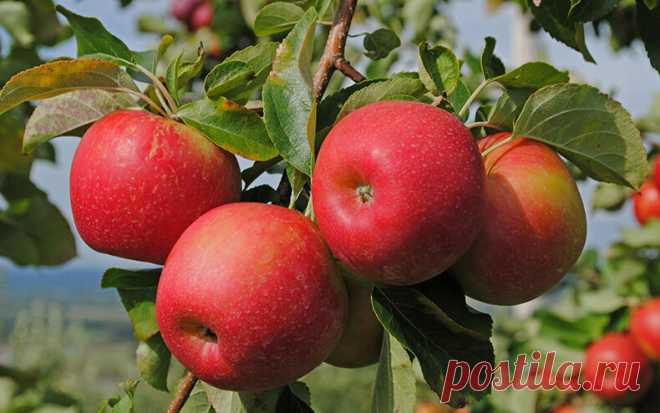 Секреты урожайности яблонь… или как «заставить» яблони плодоносить? | 6 соток