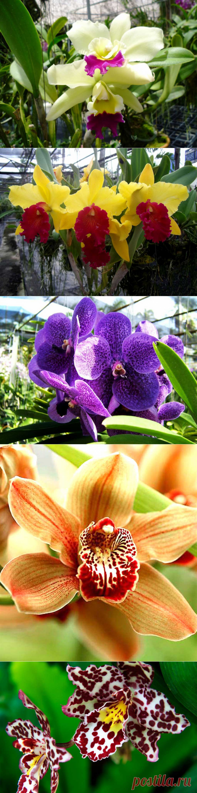Сад орхидей, Пхукет,  Таиланд
В тропическом саду представлено около 1500 видов орхидей, которые поразят разнообразием окраски, там можно встретить: желто-оранжевые, фиолетовые, ярко-красные, розовые, бело-красные, в крапинку и многие- многие другие. Здесь можно узнать о происхождении и секретах выращивания этих невероятно красивых цветов, и даже можно купить саженцы любого из представленных видов орхидей.