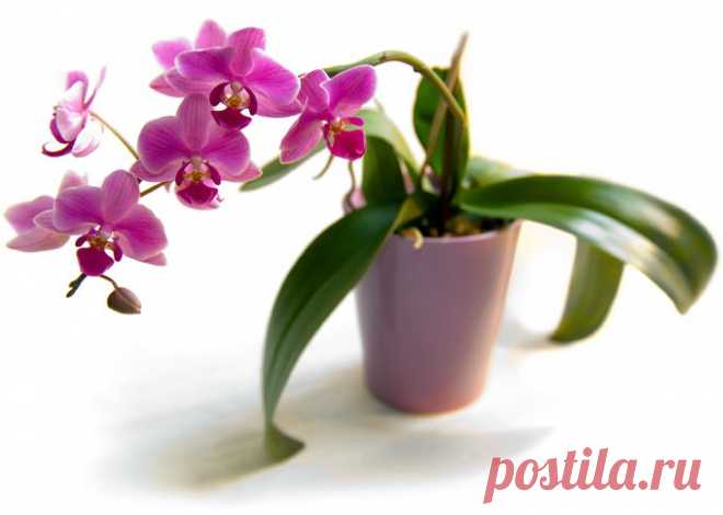 Как правильно поливать орхидею? Орхидея будет цвести больше 6 месяцев, если ее так поливать.