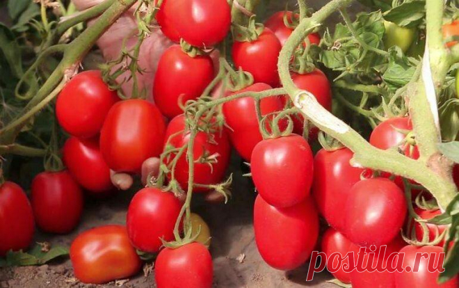 Посадив в прошлый сезон первый раз эти сорта томатов, я не думала, что будут плодоносить, как сумасшедшие | Записки огородницы | Яндекс Дзен
