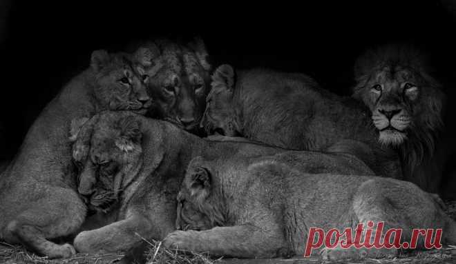 Lions Famille au complet