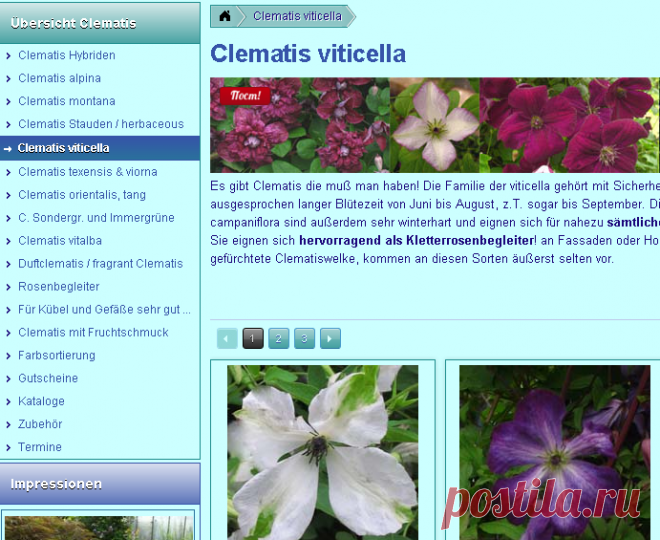 Clematis viticella - Friedrich M. Westphal Clematiskulturen