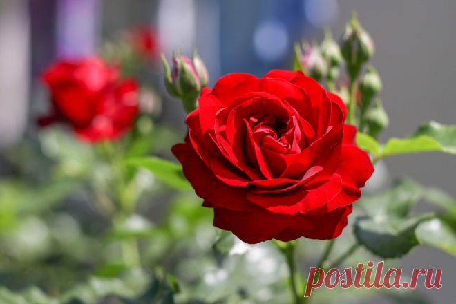 Чтобы ваши розы цвели с мая и до заморозков, соблюдайте три простых правила | Дневник отчаянных пенсионеров | Яндекс Дзен