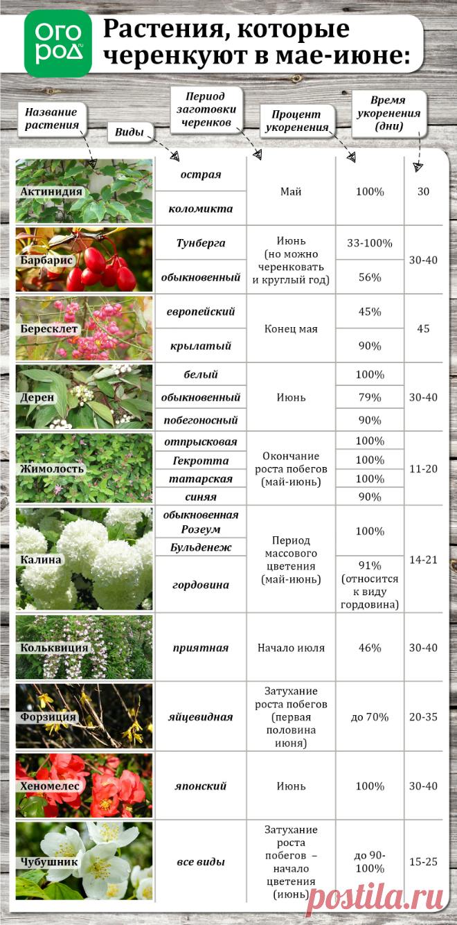 Летнее размножение декоративных растений зелеными черенками | Прочие многолетники (Огород.ru)