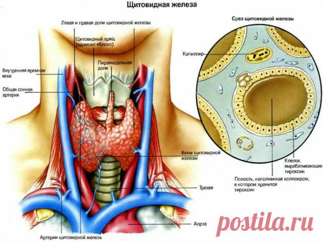 Щитовидная железа. Лайфхак: расслабить мышцы шеи | Доктор Гульнара Мазитова | Яндекс Дзен