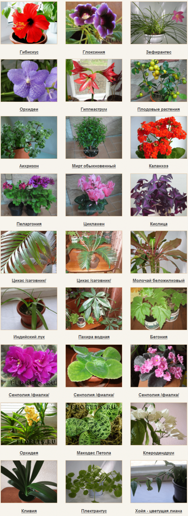 Комнатные растения с цветами названия. Комнатные растения названия. Домашние цвета с названиями. Домашние цветы названия. Название домашних цветов.