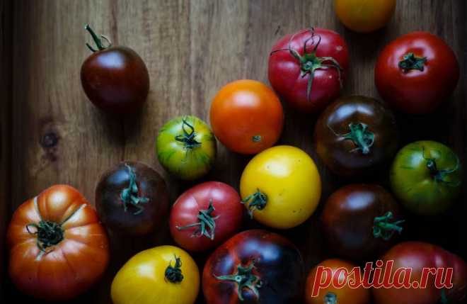 Как выращивать помидоры в открытом грунте – полное руководство от специалиста — AgroXXI