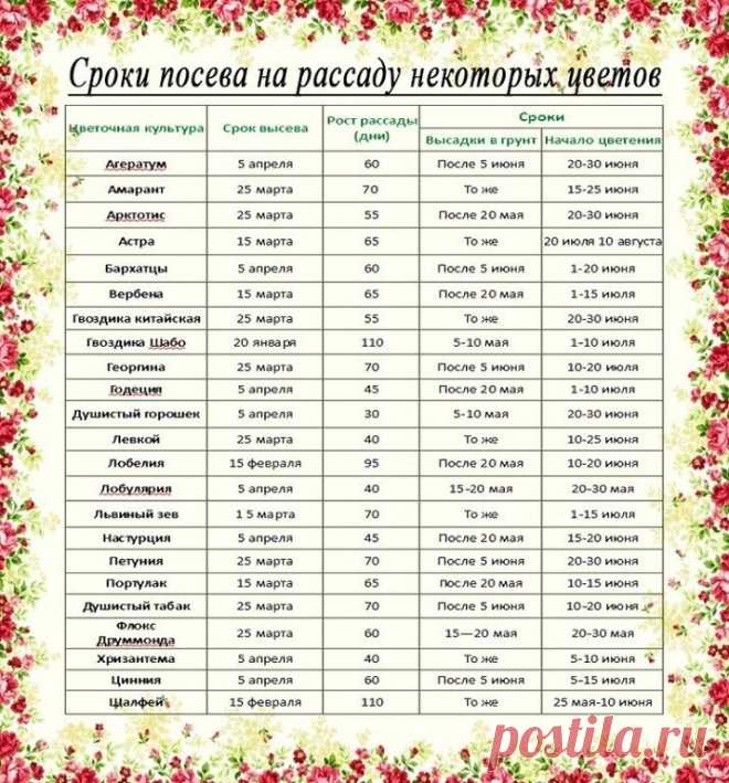 Рассада. Когда и что сажать ?