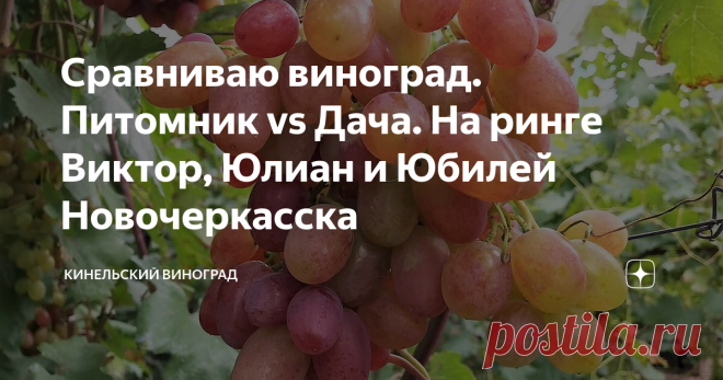 Сравниваю виноград. Питомник vs Дача. На ринге Виктор, Юлиан и Юбилей Новочеркасска Пока коллеги из питомника уехали открывать новую площадку в Серпухове (деревня Всходы), продолжаю незримый бой за первенство. Конечно, моя битва шуточная, но меня здорово вдохновляет. Сегодня я представлю вам Виктора и Юлиана из питомника, и свой Юбилей Новочеркасска.
Делаю это по нескольким причинам. Во-первых, между ними есть много общего чисто внешне. Родители Виктора и Юбилея Новочеркасска