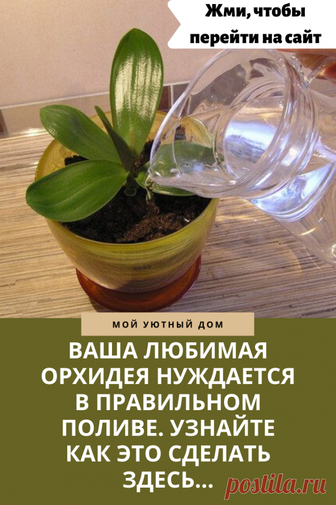 Как правильно поливать орхидею, чтобы она пышно цвела