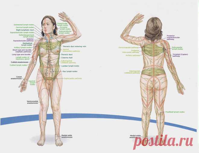 Малоизвестный способ оздоровления: лимфостимуляция по Костерову