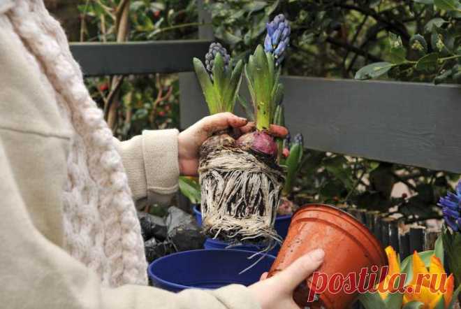 Когда выкапывать гиацинты после цветения и как хранить? :: SYL.ru