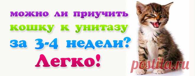 УниКот 3 - Как приучить кошку, кота, котенка к унитазу, горшку, лотку, туалету.