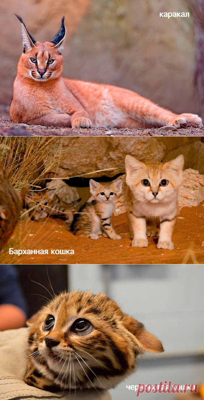 Редкие дикие кошки