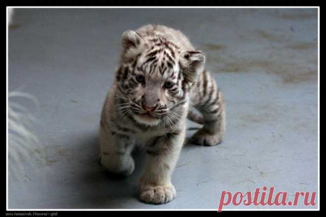 Амурский белый тигр фото