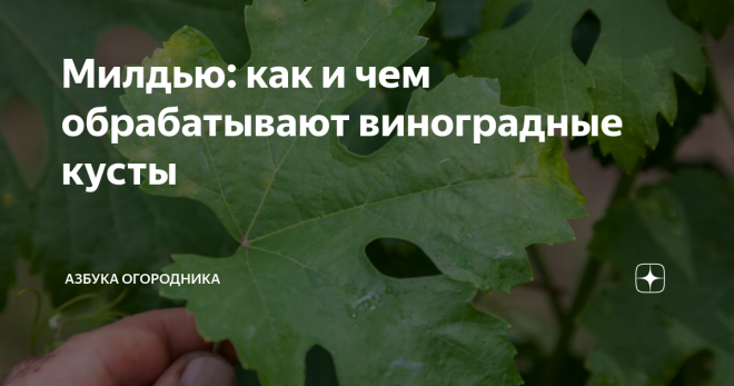 Милдью: как и чем обрабатывают виноградные кусты Что это за болезнь — милдью? Чем лечат растение, как остановить распространение болезни?