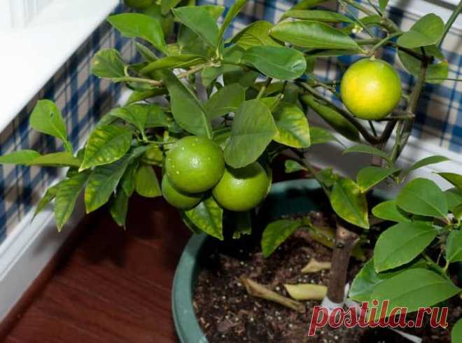 Лимон: чем подкормить деревце в домашних условиях Очень многие люди, которые даже не являются профессиональными садоводами, выращивают у себя лимон. Потому что его очень просто выращивать и делать это можно как на садовом участке, так и прямо в своей...