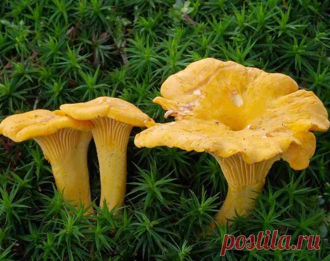 Грибы и их двойники: какие грибы стоит собирать, а какие нет! | Огородники