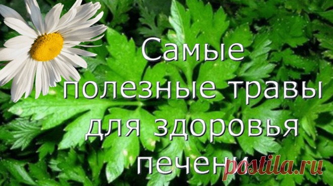 Травы, которые помогут очистить вашу печень | Сад и Огород | Яндекс Дзен
