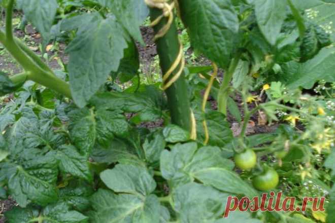 Нет завязей на помидорах в теплице, что делать – причины, советы экспертов Что необходимо делать, если нет завязей на помидорах в теплице. Советы по повышению урожайности томатов в тепличных условиях.