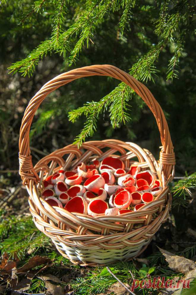 Как с грибами? (конец марта) | Это грибы! | Яндекс Дзен