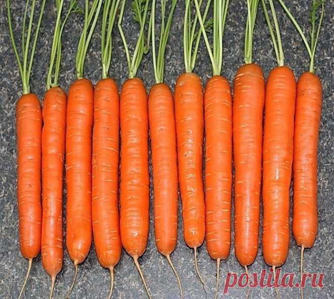 Я морковь сею следующим образом. .