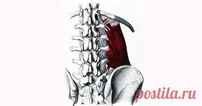 Перенапряжение квадратной мышцы поясницы – устраняем причину боли в спине — Настройка Здоровья