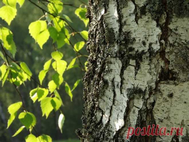 Полезные свойства березовых листьев | Делимся советами