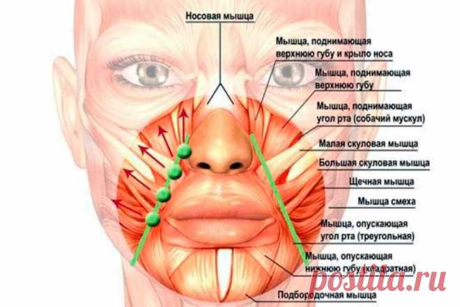 Массаж вокруг рта языком: можно делать везде, губы становятся заметно полнее, носогубки разглаживаются | ✧Сама себе косметолог✧ | Яндекс Дзен