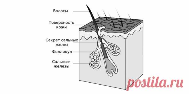 Как часто нужно мыть волосы на самом деле - Лайфхакер