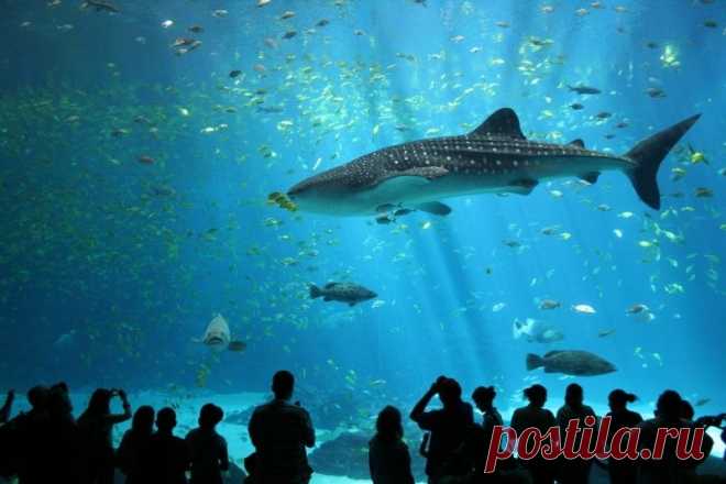Огромный аквариум - Dubai Mall Aquarium, Дубай (ОАЭ) — Путешествия