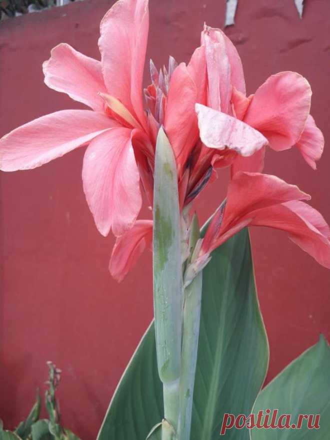 Комнатный цветок Hippeastrum: уход в домашних условиях