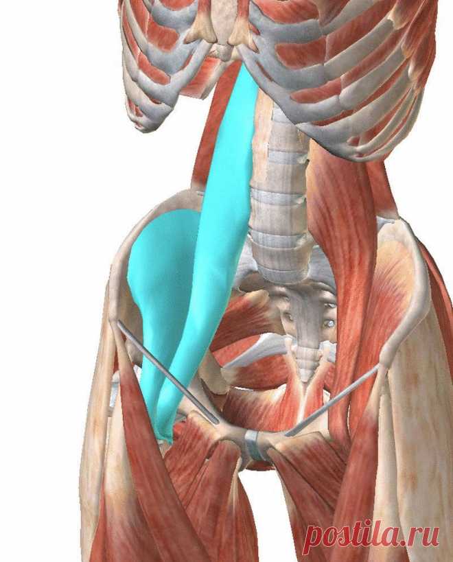 Поясничная мышца – мышца души
