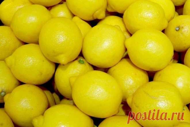Как вырастить лимон из косточки | Limonchello.com