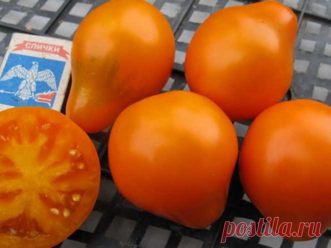 Томат Японский трюфель оранжевый: описание сорта помидора и советы по выращиванию