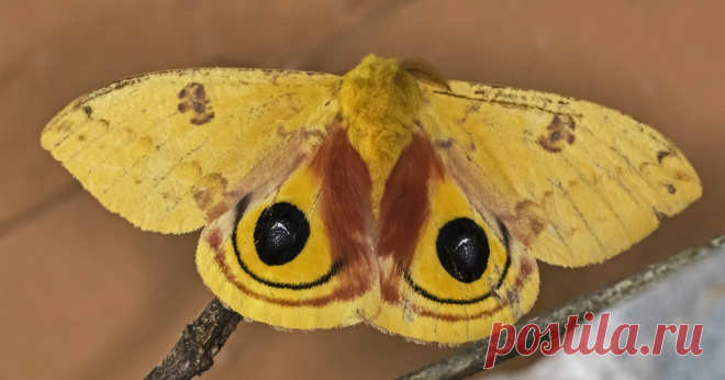 Io Moth - Automeris io Gunpowder Falls State Park Hereford, Maryland Hosts are aspen, birch, blackberry, clover, elm, hackberry, hibiscus, oak, poplar, sassafras and many more.